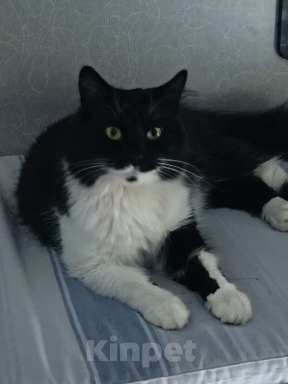 Кошки в Арзамасе: Потерялся кот, выбежал из поезда на станции Арзамас 2, прошу, максимальный репост. Мальчик, 10 000 руб. - фото 2