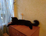Кошки в Вологде: Кот мейн-кун вязка, 10 руб. - фото 5