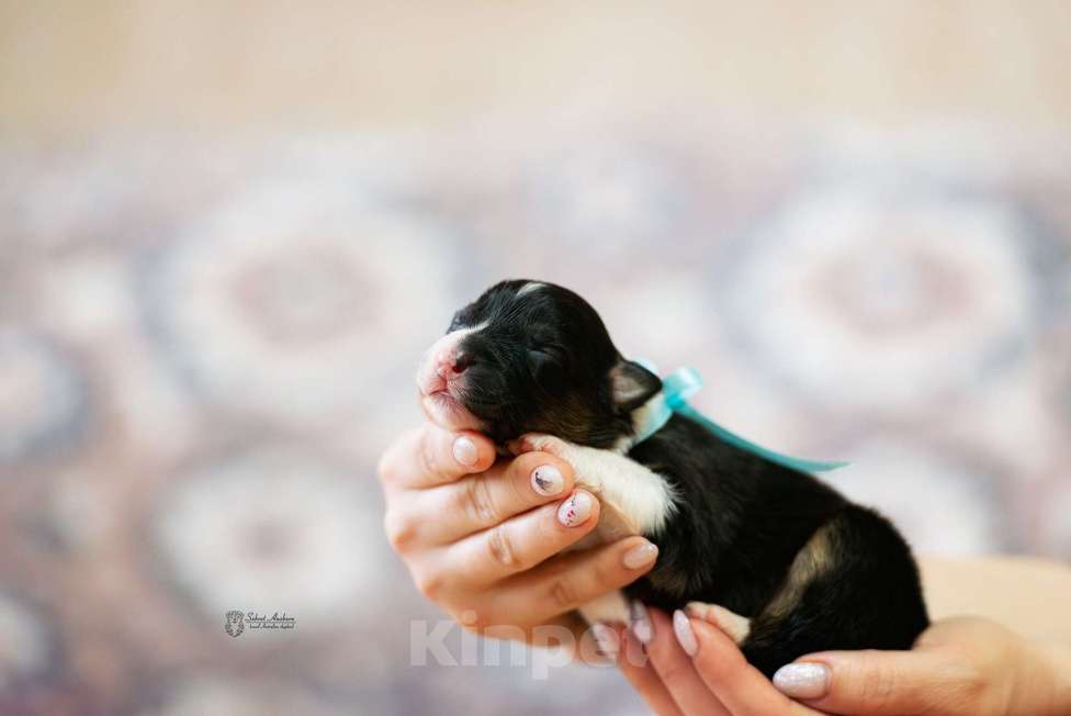 Собаки в Москве: Австралийская овчарка, аусси Мальчик, Бесплатно - фото 2