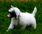 Собаки в Люберцах: Маленькое облачко Велюр Мальчик, Бесплатно - фото 5