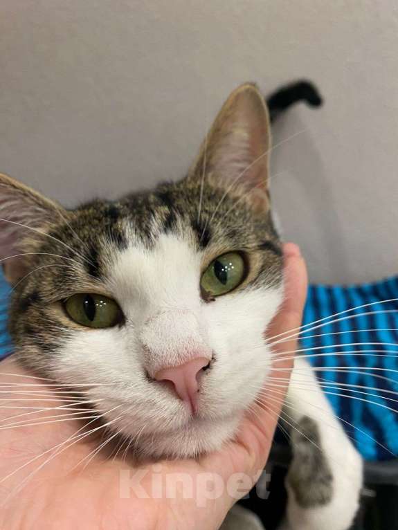 Кошки в Москве: Емеля в поисках дома Мальчик, Бесплатно - фото 1