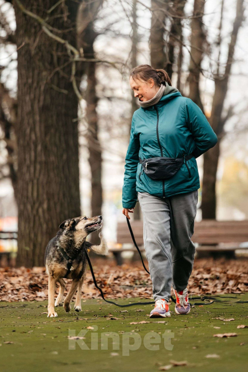 Собаки в Москве: Удивительная Текила ищет дом Девочка, Бесплатно - фото 7