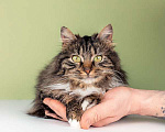 Кошки в Москве: Молодая сибирская кошка Фасолька в добрые руки Девочка, Бесплатно - фото 3