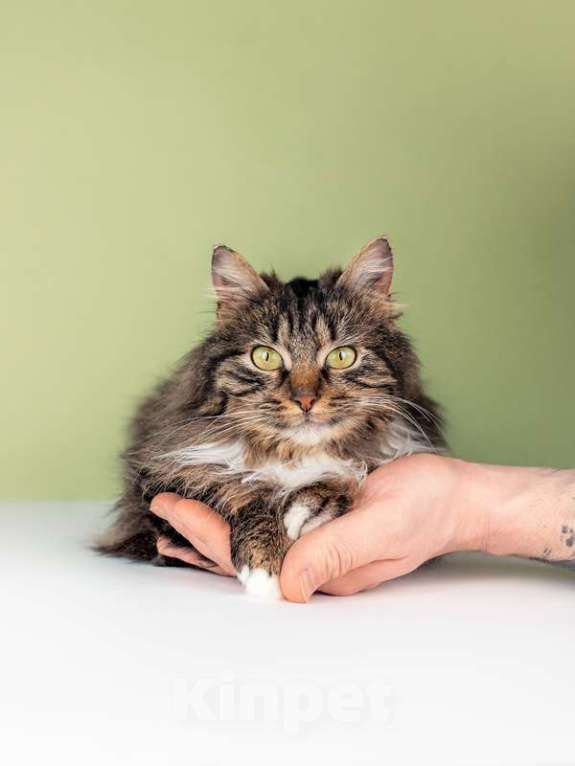 Кошки в Москве: Молодая сибирская кошка Фасолька в добрые руки Девочка, Бесплатно - фото 3