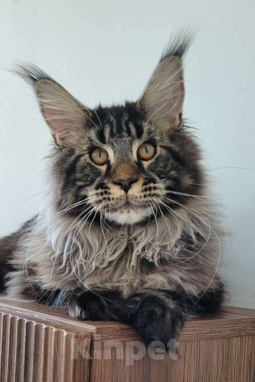 Кошки в Москве: Котенок чёрный мрамор Мальчик, 85 000 руб. - фото 9