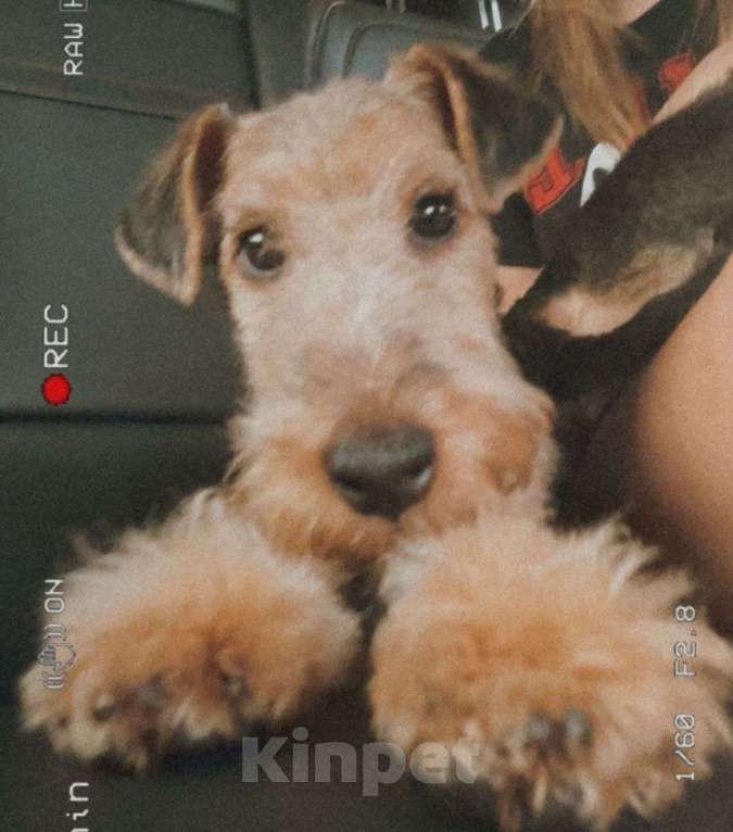 Собаки в Казани: Вельштерьер Мальчик, 30 000 руб. - фото 4