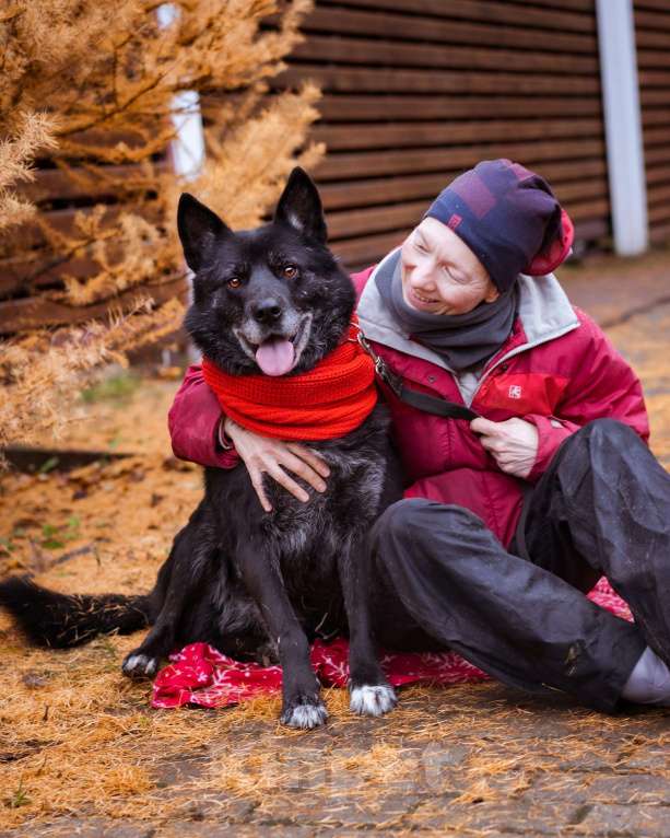 Собаки в Москве: Собака из приюта в добрые руки Мальчик, Бесплатно - фото 4