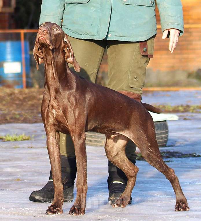 Собаки в других городах Московской области: Щенок  курцхаар Мальчик, 150 000 руб. - фото 10