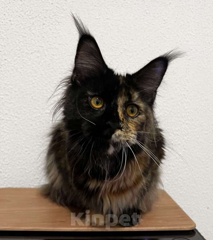 Кошки в Пятигорске: Питомник Affectionate miracle  Девочка, Бесплатно - фото 2