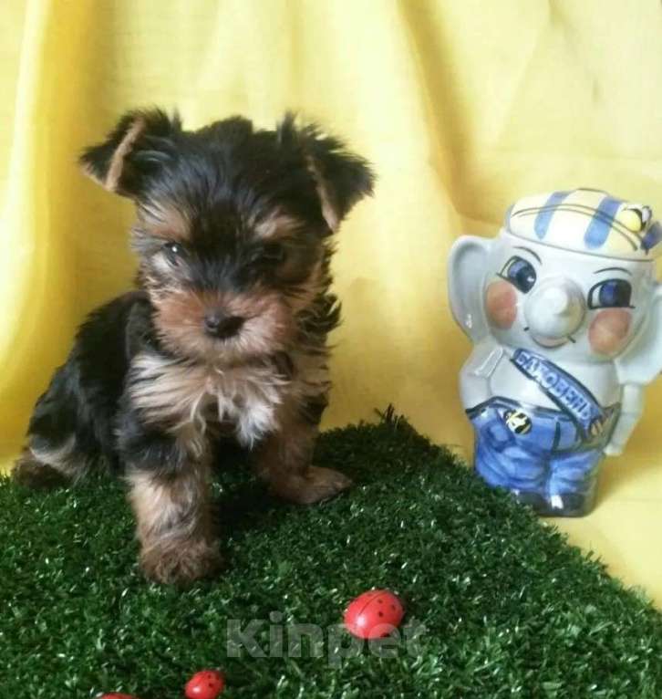 Собаки в Самаре: Детки йорки, 1 руб. - фото 7