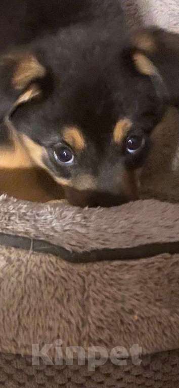 Собаки в Москве: Щенок Эшли 2 месяца ждет мам и пап Девочка, Бесплатно - фото 2