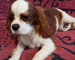 Собаки в Москве: Щенки Кавалер Кинг Чарльз спаниеля Мальчик, 45 000 руб. - фото 3