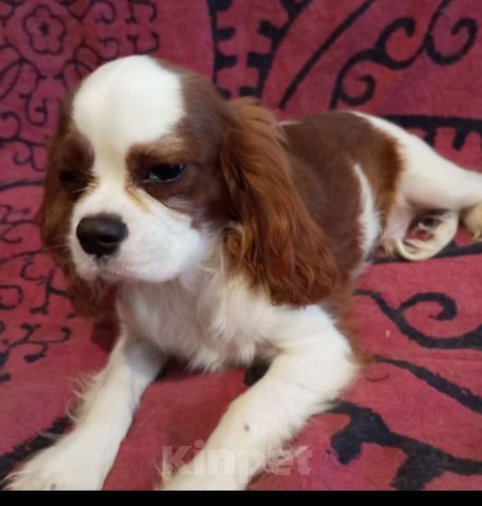 Собаки в Москве: Щенки Кавалер Кинг Чарльз спаниеля Мальчик, 45 000 руб. - фото 3