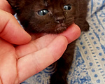 Кошки в Балашихе: Кот Мальчик, Бесплатно - фото 1
