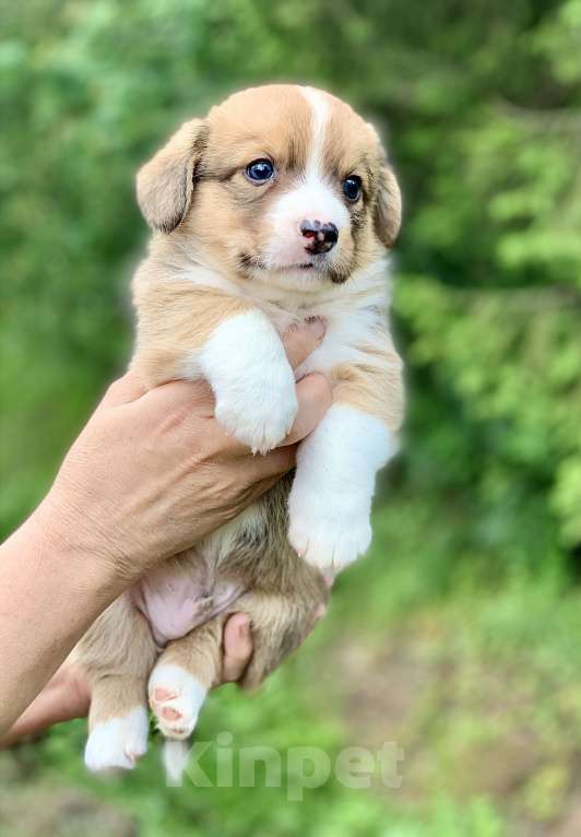 Собаки в Москве: Красивый рыже- белый мальчик корги Мальчик, 60 000 руб. - фото 2