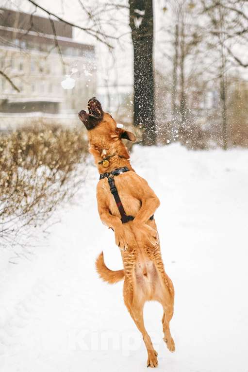 Собаки в Москве: Чанго ищет дом Мальчик, Бесплатно - фото 3