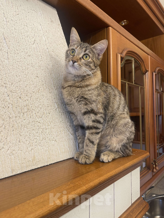 Кошки в других городах Московской области: Сливка Девочка, Бесплатно - фото 8