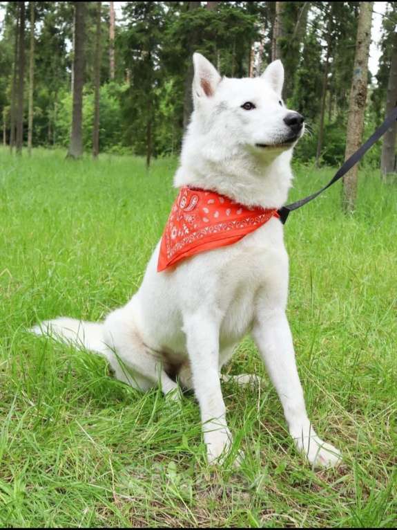 Собаки в Истре: Ищем семью для Норда Мальчик, Бесплатно - фото 2