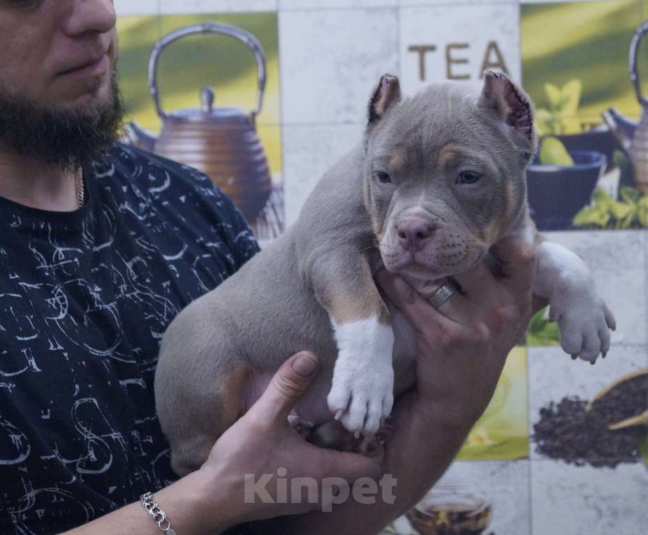 Собаки в Белово: Американский булли щенок Девочка, 150 000 руб. - фото 3
