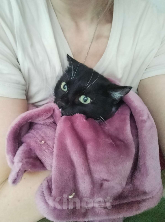 Кошки в Москве: Мася Девочка, Бесплатно - фото 6