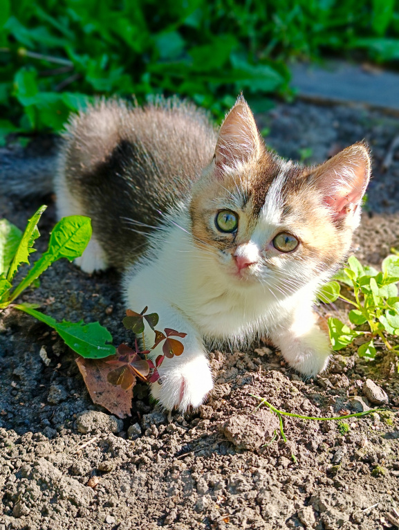 Кошки в Прокопьевске: Продам шотландских породистых котят Разнополые, 5 000 руб. - фото 3