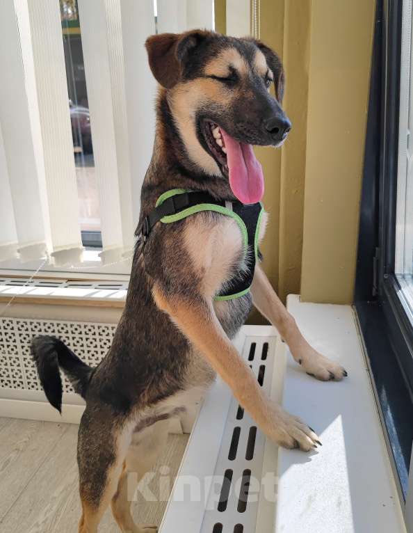 Собаки в Москве: Усыновите Ринго из приюта! Мальчик, Бесплатно - фото 3