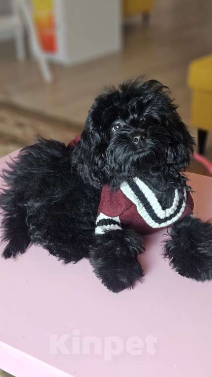 Собаки в Химках: Мальтипу девочка черного окраса Девочка, 70 000 руб. - фото 2