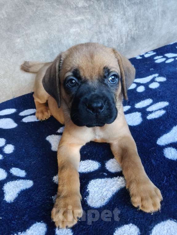 Собаки в других городах Краснодарского края: Кане-Корсо, щенок Девочка, 20 000 руб. - фото 2