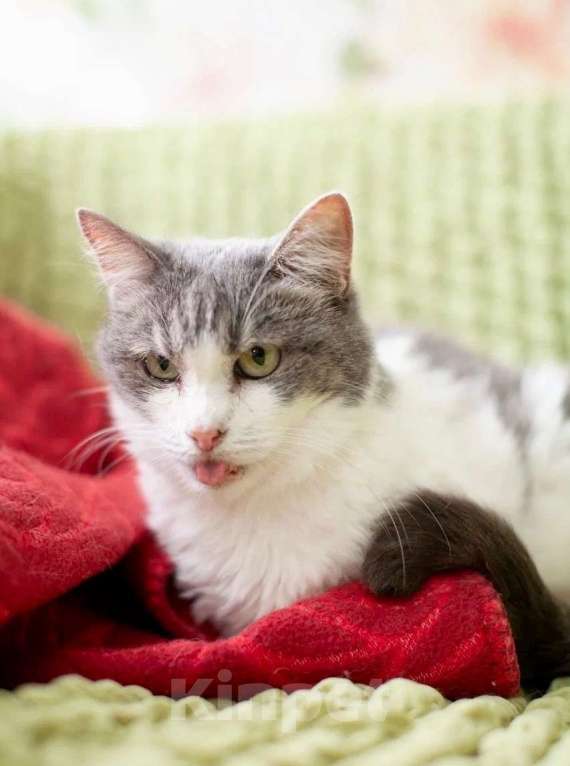 Кошки в Москве: Миссис Марпл. Кошка со страшной судьбой в добрые руки Девочка, Бесплатно - фото 2