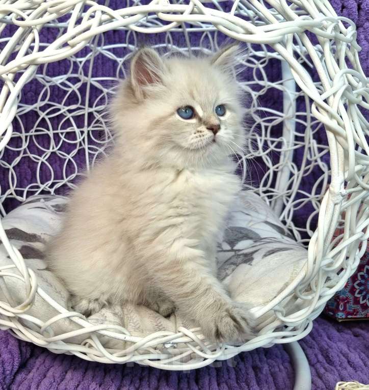 Кошки в Москве: Котенок девочка породы Невская Маскарадная Астерия Девочка, Бесплатно - фото 1