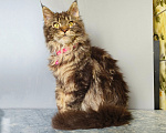 Кошки в Москве: Котёнок Мейн-кун Девочка Девочка, 45 000 руб. - фото 10