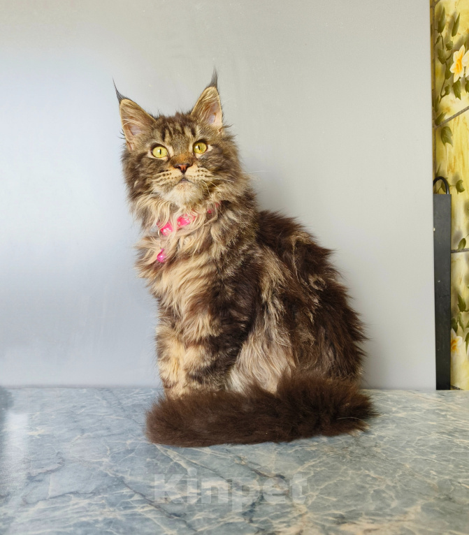 Кошки в Москве: Котёнок Мейн-кун Девочка Девочка, 45 000 руб. - фото 10