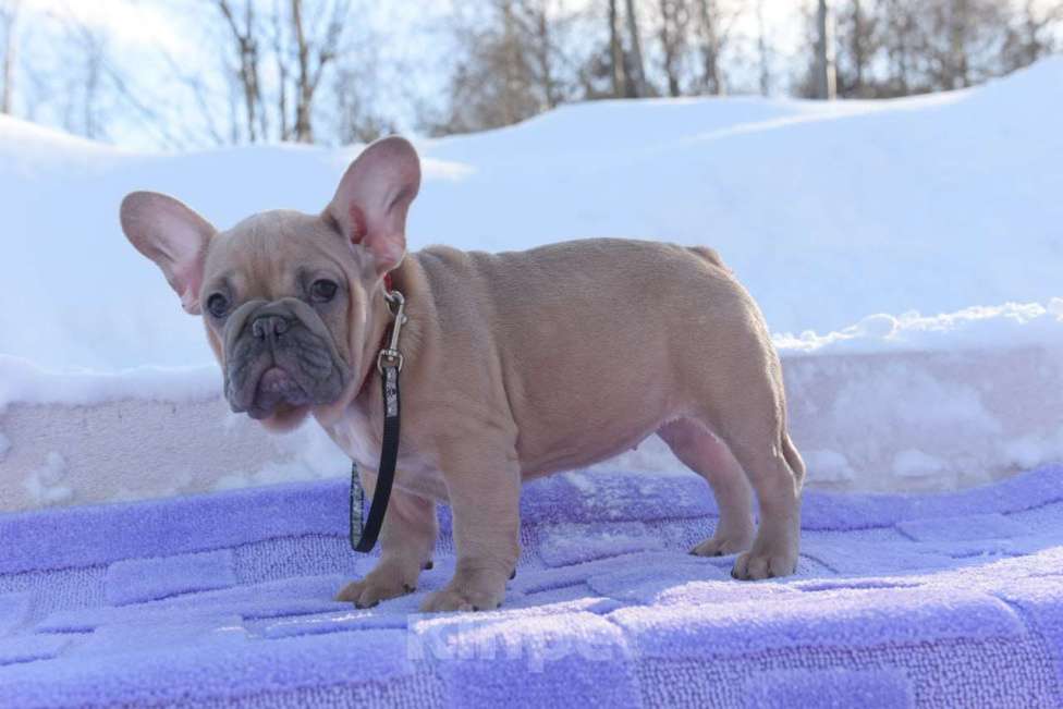 Собаки в Москве: Девочка палевоголубая Девочка, 55 000 руб. - фото 8