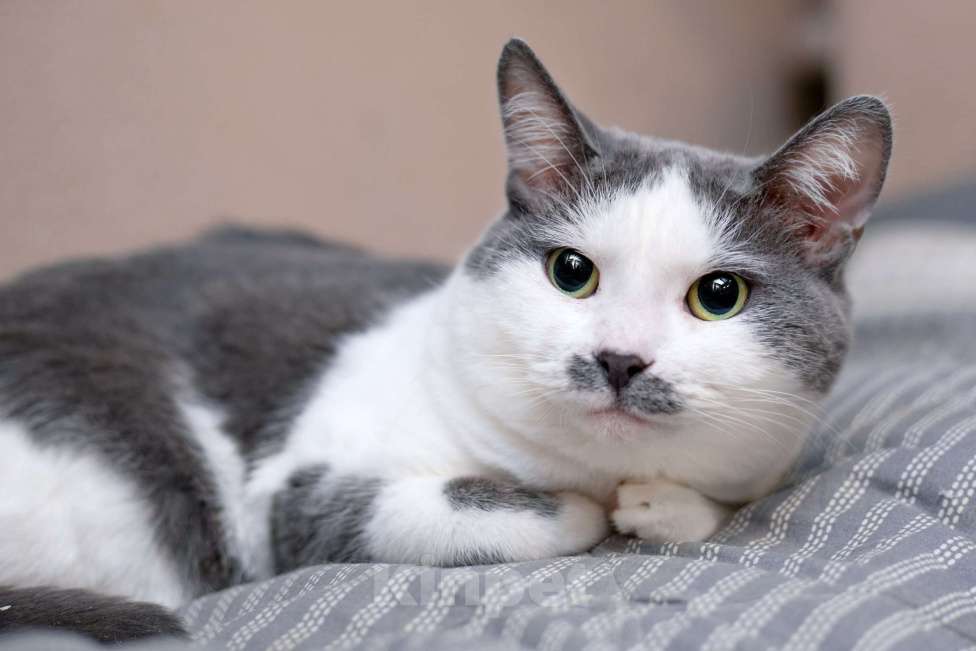 Кошки в Москве: Смешная и ласковая кошечка Вася в дар Девочка, 1 руб. - фото 3