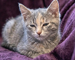 Кошки в Москве: Котеночек Шурочка ищет дом. Девочка, Бесплатно - фото 6
