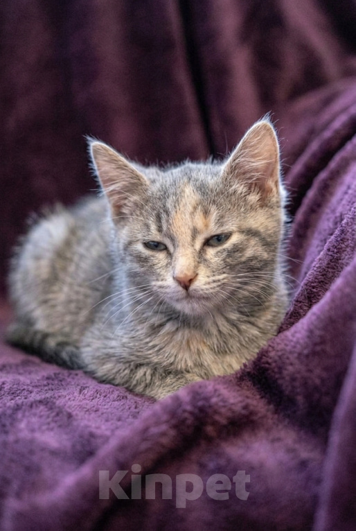 Кошки в Москве: Котеночек Шурочка ищет дом. Девочка, Бесплатно - фото 6