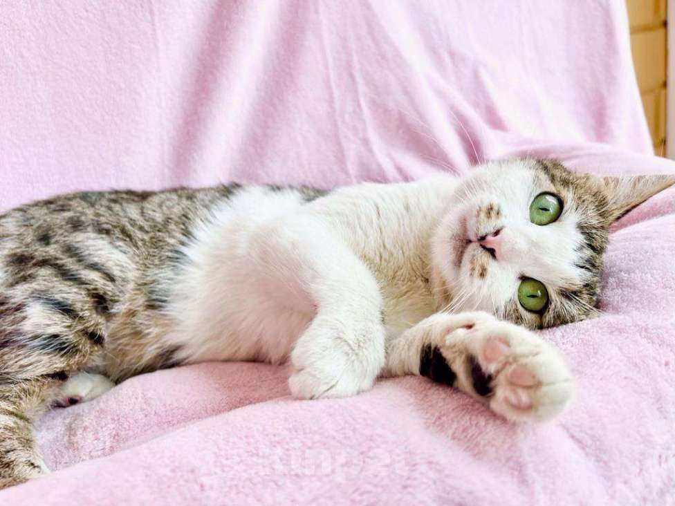 Кошки в Москве: Не просто кошка - королева в добрые руки Девочка, Бесплатно - фото 9