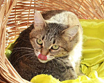 Кошки в Калуге: Киска Ириска. Милая миниатюрная кошка в добрые руки. Девочка, Бесплатно - фото 5