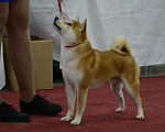 Собаки в Тобольске: Вязка, 32 000 руб. - фото 3