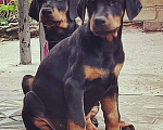 Собаки в Краснодаре: Высокопродные щенки добермана, 50 000 руб. - фото 2