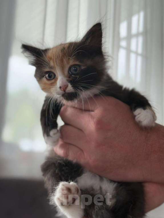 Кошки в других городах Московской области: Трёхцветная кошечка Девочка, Бесплатно - фото 2