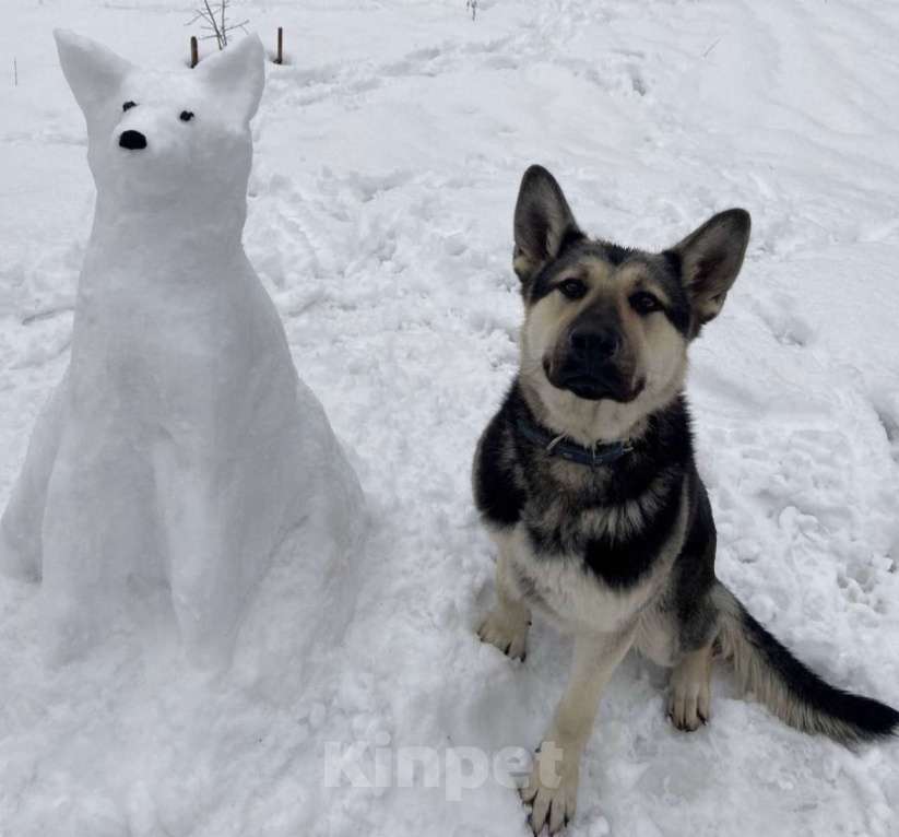 Собаки в других городах Московской области: Лаврик ищет дом! Мальчик, Бесплатно - фото 1