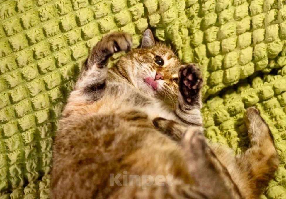 Кошки в Москве: Кругленькая очаровашка кошка Шерочка в дар Девочка, Бесплатно - фото 4