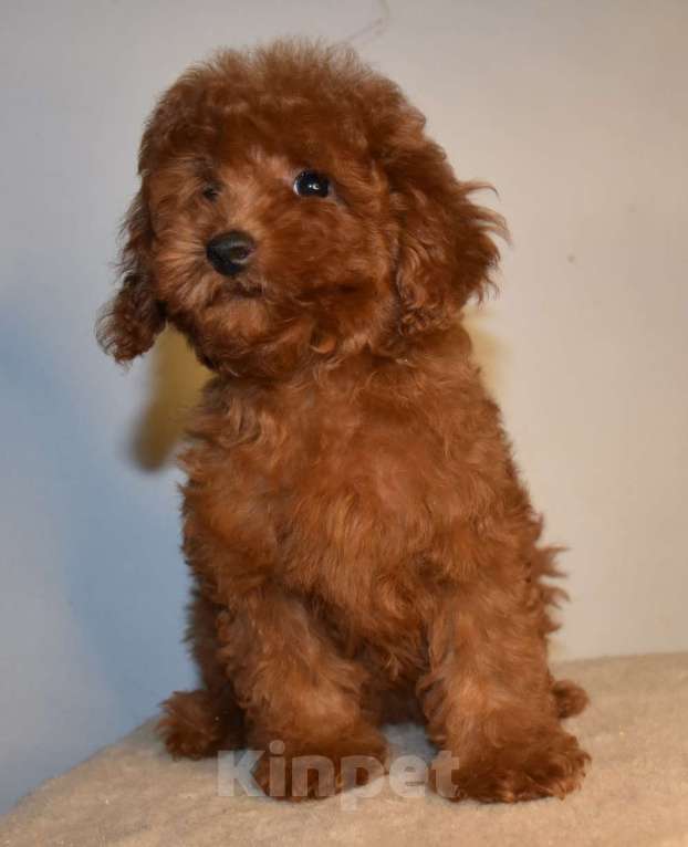 Собаки в Москве: Той-пудель , денвочка, Валькирия, РКФ, Рэд браун Девочка, 150 000 руб. - фото 8