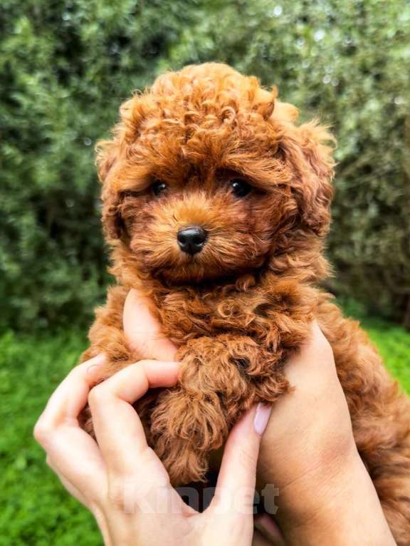 Собаки в Москве: Тикап тедди пудель Китай Девочка, 200 000 руб. - фото 2