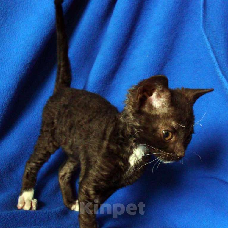 Кошки в Москве: кудрявые котята уральский рекс Девочка, Бесплатно - фото 2