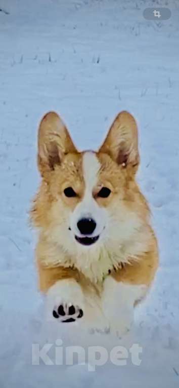 Собаки в других городах Воронежской области: Щенок Вельш Корги Пемброк Девочка, 50 000 руб. - фото 3