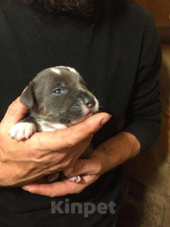 Собаки в Казани: Отдам бесплатно Девочка, Бесплатно - фото 4