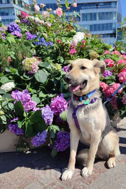 Собаки в Москве: Дионис Мальчик, Бесплатно - фото 8