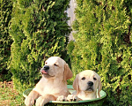 Собаки в других городах Краснодарского края: Щенки лабрадор-ретривер Мальчик, Бесплатно - фото 3